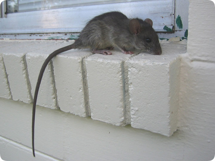 house mouse