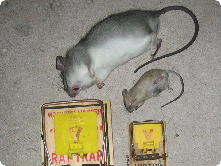 What's the difference?: Mouse vs. rat