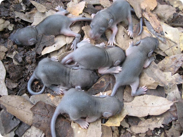 nestofbabyrats.jpg