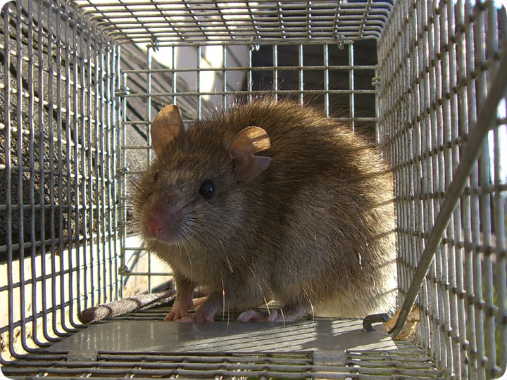 Norway Rat