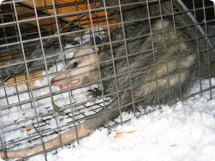 http://www.aaanimalcontrol.com/blog/opossum-attic-cage.jpg