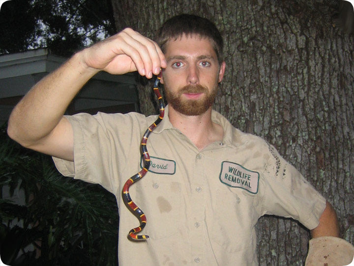 Florida Coral Snake