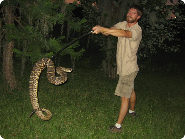 Diamondback Rattlesnake