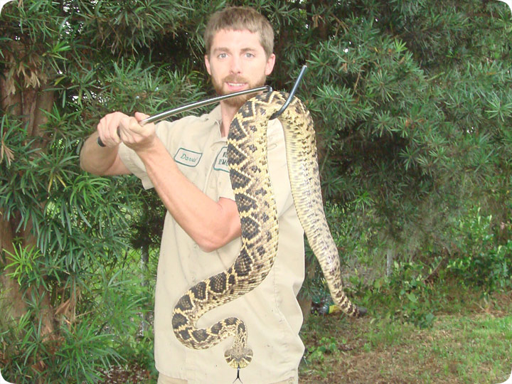 Orlando Rattlesnake