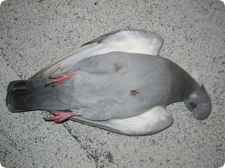 Do Airsoft Bbs Kill Birds Ponoj
