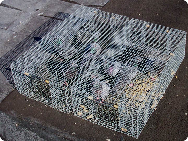 Pigeon Trapping in Cages