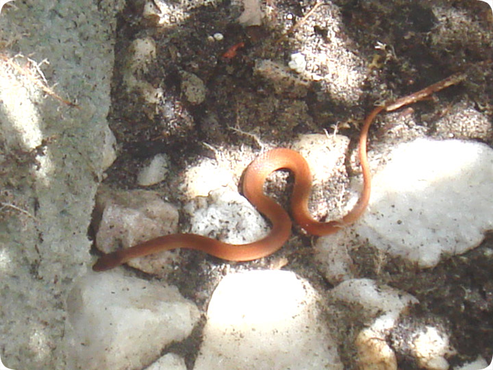 Pine Woods Snake