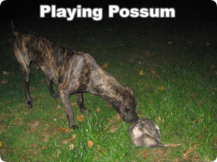 Playing Possum