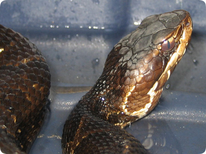 What are the poisonous snakes of Florida?