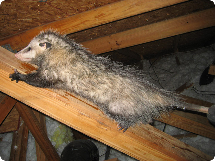 Possum in Attic