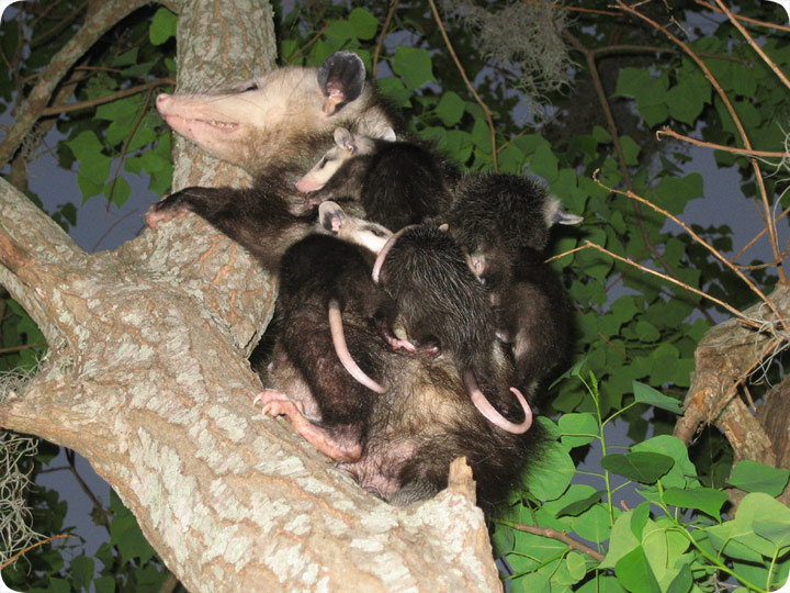Possum Mother with babies