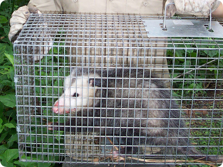 possum trapping