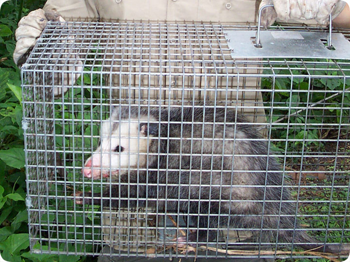 http://www.aaanimalcontrol.com/blog/possumtrapping.jpg