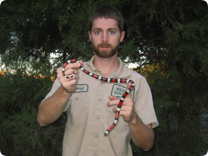 Pueblan Milk Snake