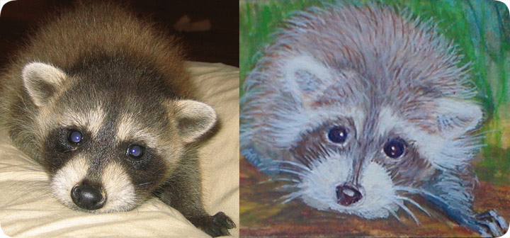 raccoon drawing