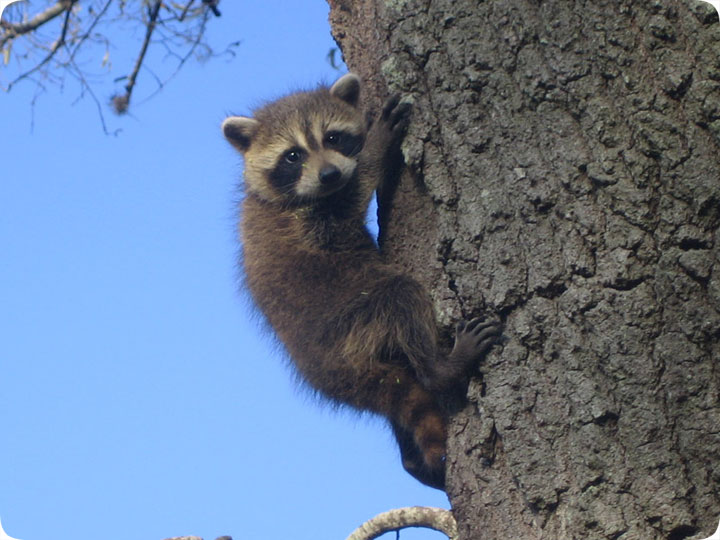 raccoon hunting