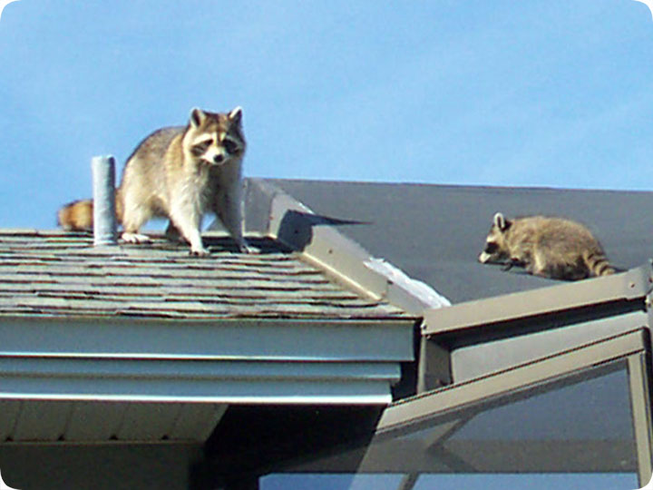 http://www.aaanimalcontrol.com/blog/raccoons-on-roof.jpg
