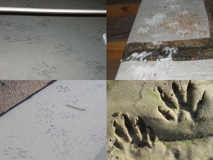 raccoon tracks footprints