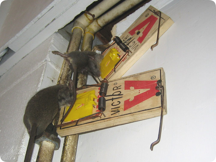 Dog Solutions Pest Control - Rat Extermination