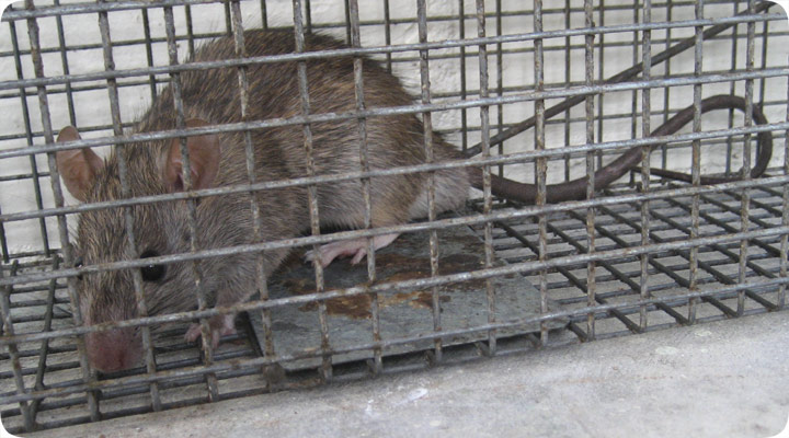 rat in cage