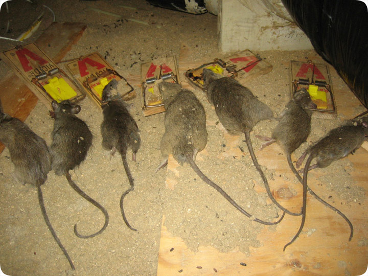 How To Kill Rats In The Attic