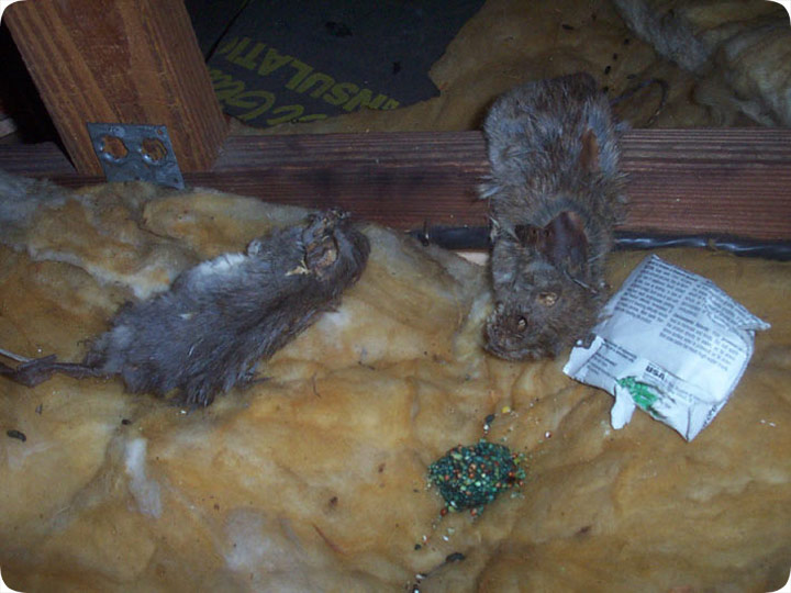 Image result for rat poison