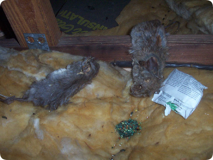 http://www.aaanimalcontrol.com/blog/ratpoison.jpg