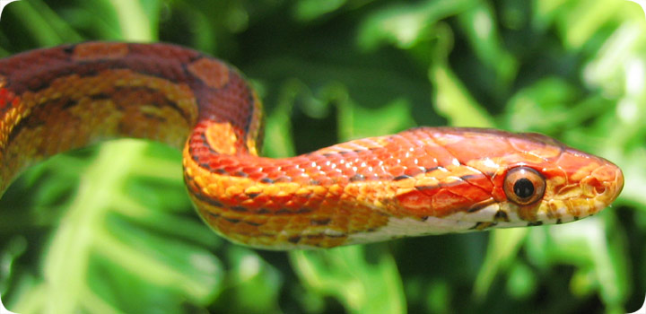Red Rat Snake