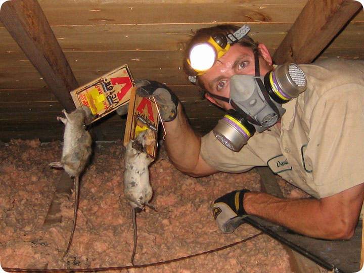 Can Rats Live In A Hot Attic?