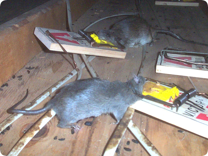 rodent trapping