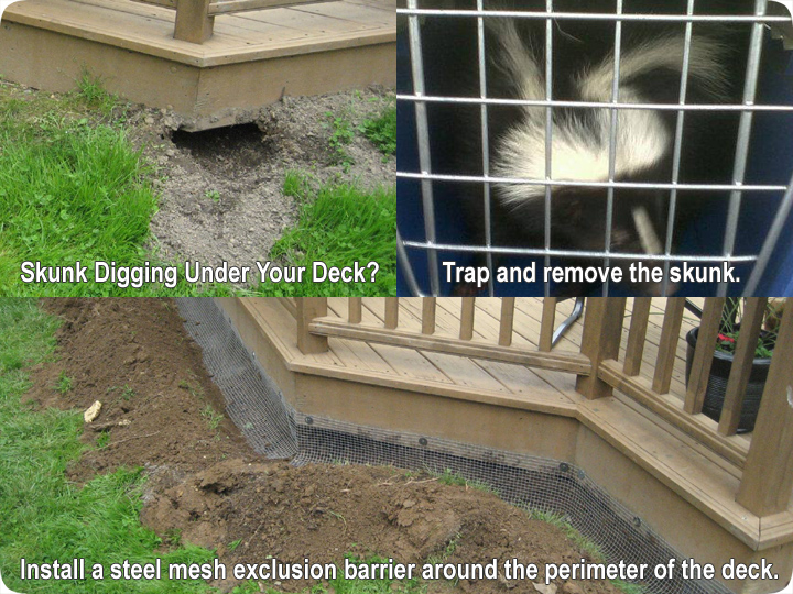 Skunks Digging Under a Deck or Porch - How to Trap, Remove, and 