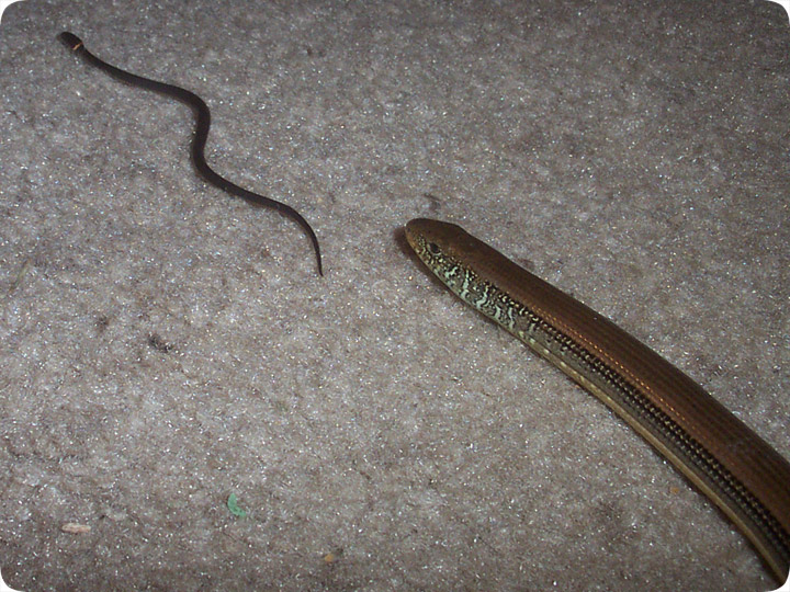 pics of snakes eating people