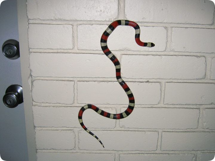 Do Rattlesnakes Climb Walls?
