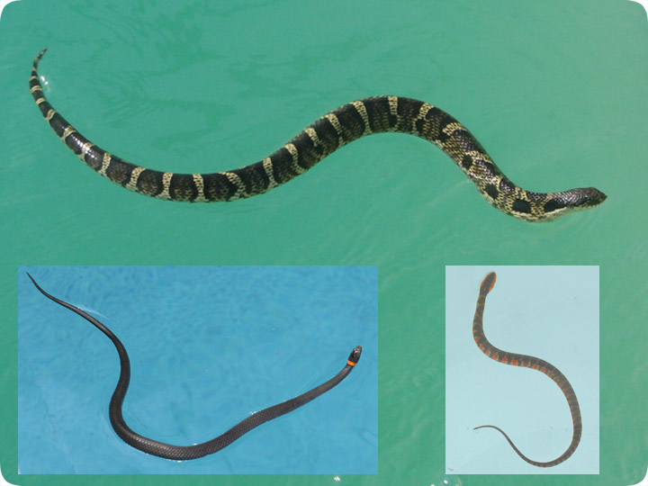 snake in pool