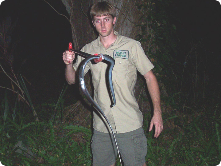 snake tongs