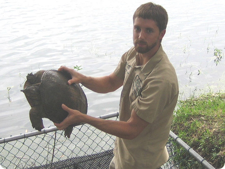 Softshell Turtle