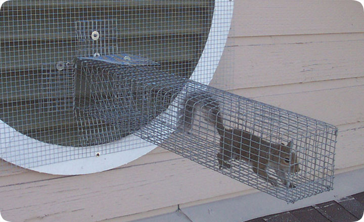 http://www.aaanimalcontrol.com/blog/squirrelonewaydoor.jpg