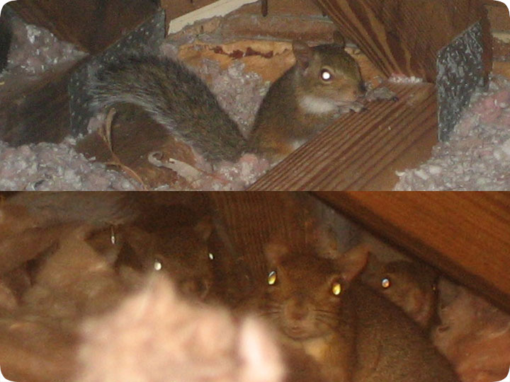 Squirrels in my attic. Avoiding live, rat and glue traps. chewed through  water line THREE times and I have collapsed ceilings and no running water  at the moment. Currently hunting and shooting
