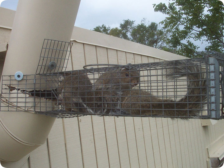 Squirrels In A Vent Pipe