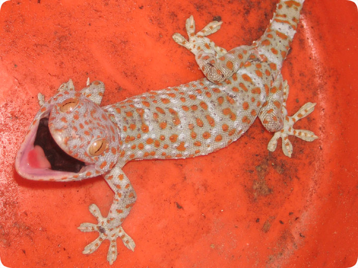 Tokay Gecko