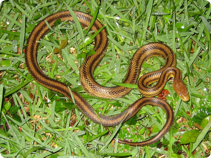 Yellow Rat Snake