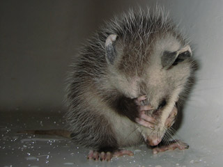 http://www.aaanimalcontrol.com/cutephotos/opossum04a.jpg