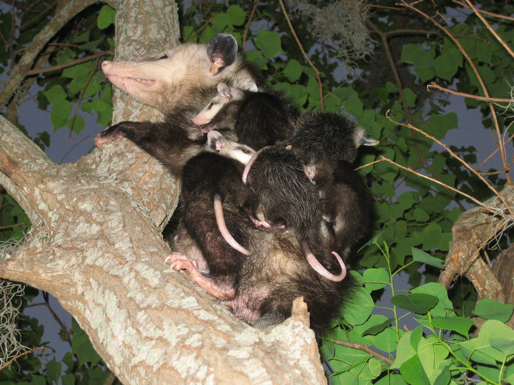 opossum014.jpg