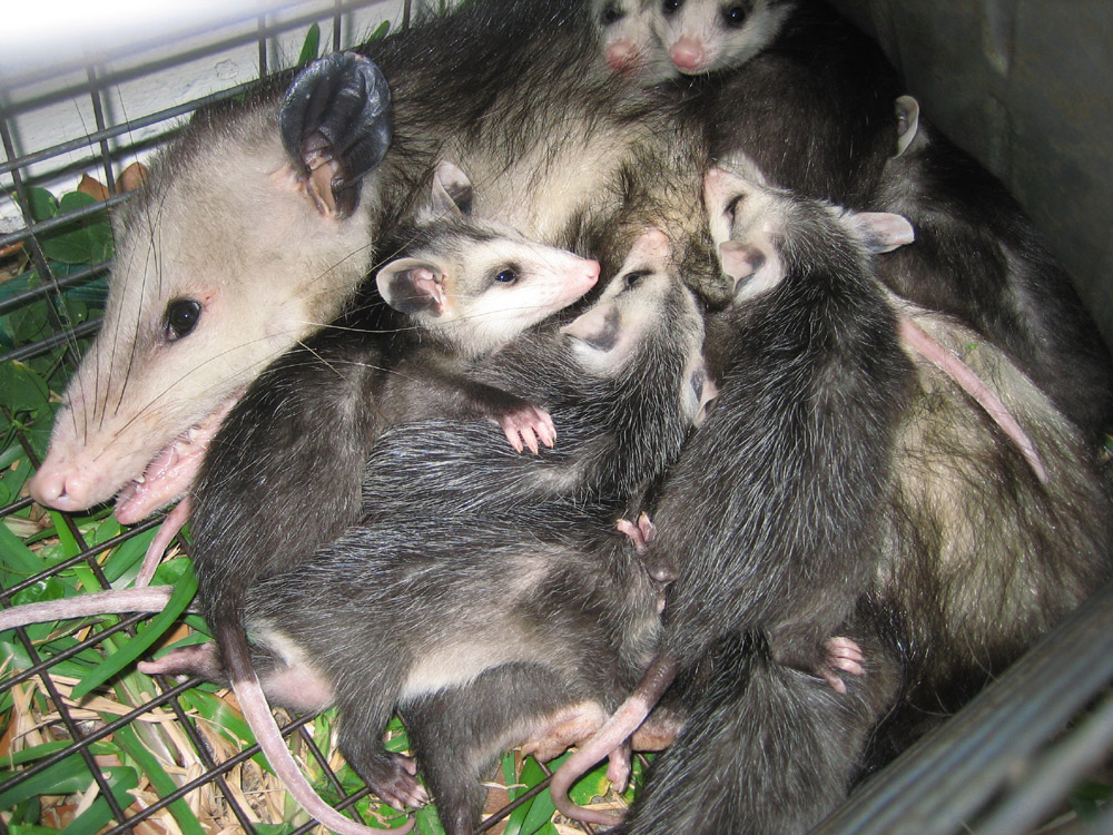 opossum022.jpg