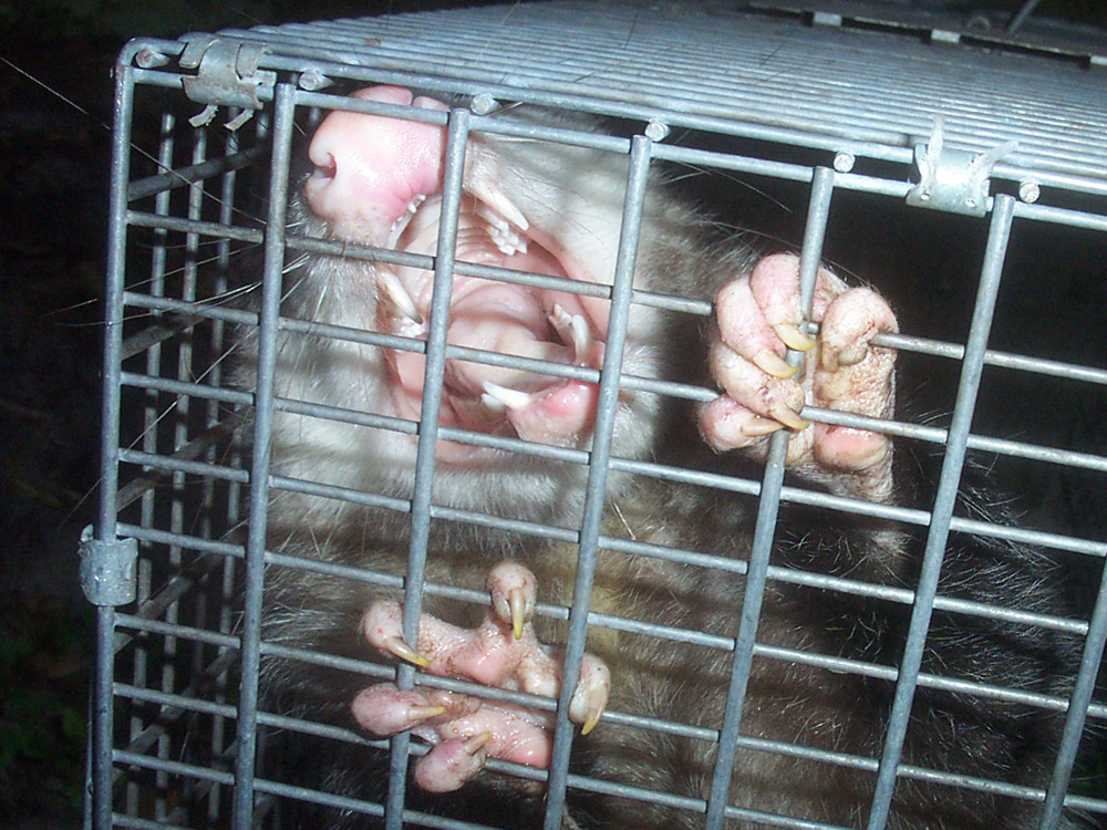 opossum025.jpg
