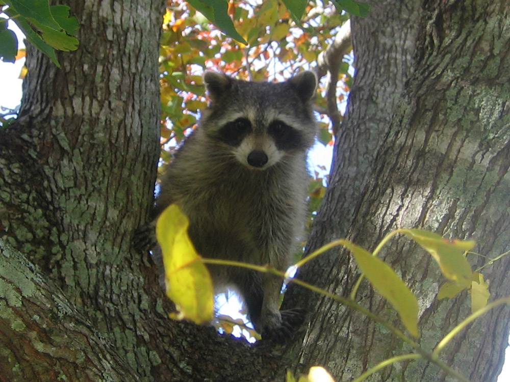 raccoon018.jpg