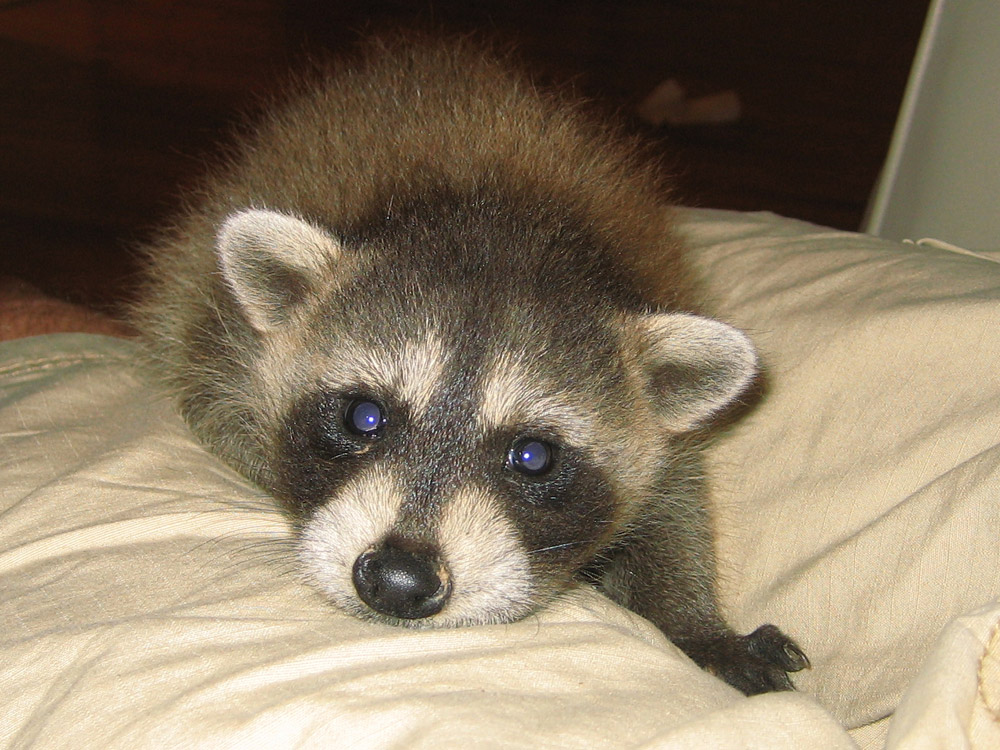 raccoon020.jpg