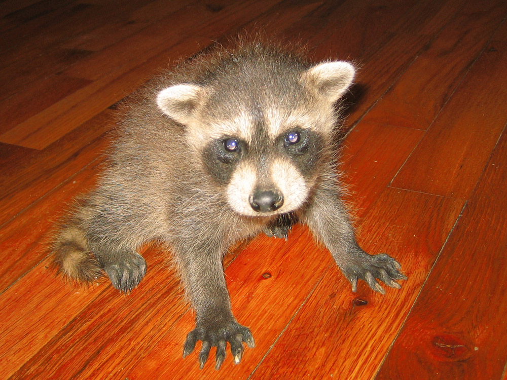 Raccoon Photograph Gallery Pictures & Images