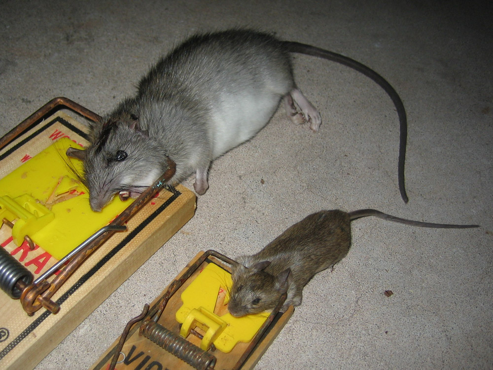 Rat Photograph Gallery Pictures Images