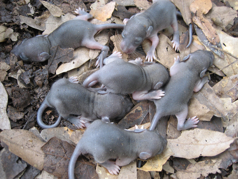 Rat Photograph Gallery Pictures Images